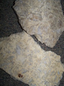 shell-fossils-castle-rock-kansas-jw