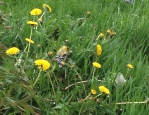 A picture of a goldfinch I took. All rights reserved.